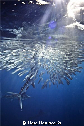 A striped marlin punctures a baitball from below, grabbin... by Marc Montocchio 